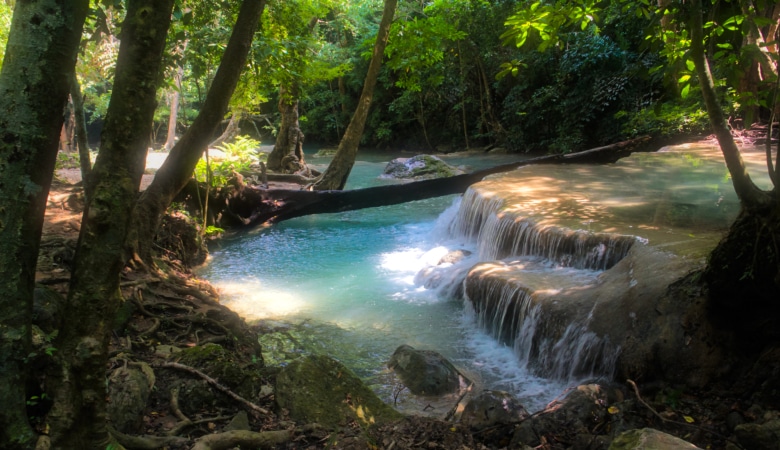 Forêt tropicale naturelle avec cascade
